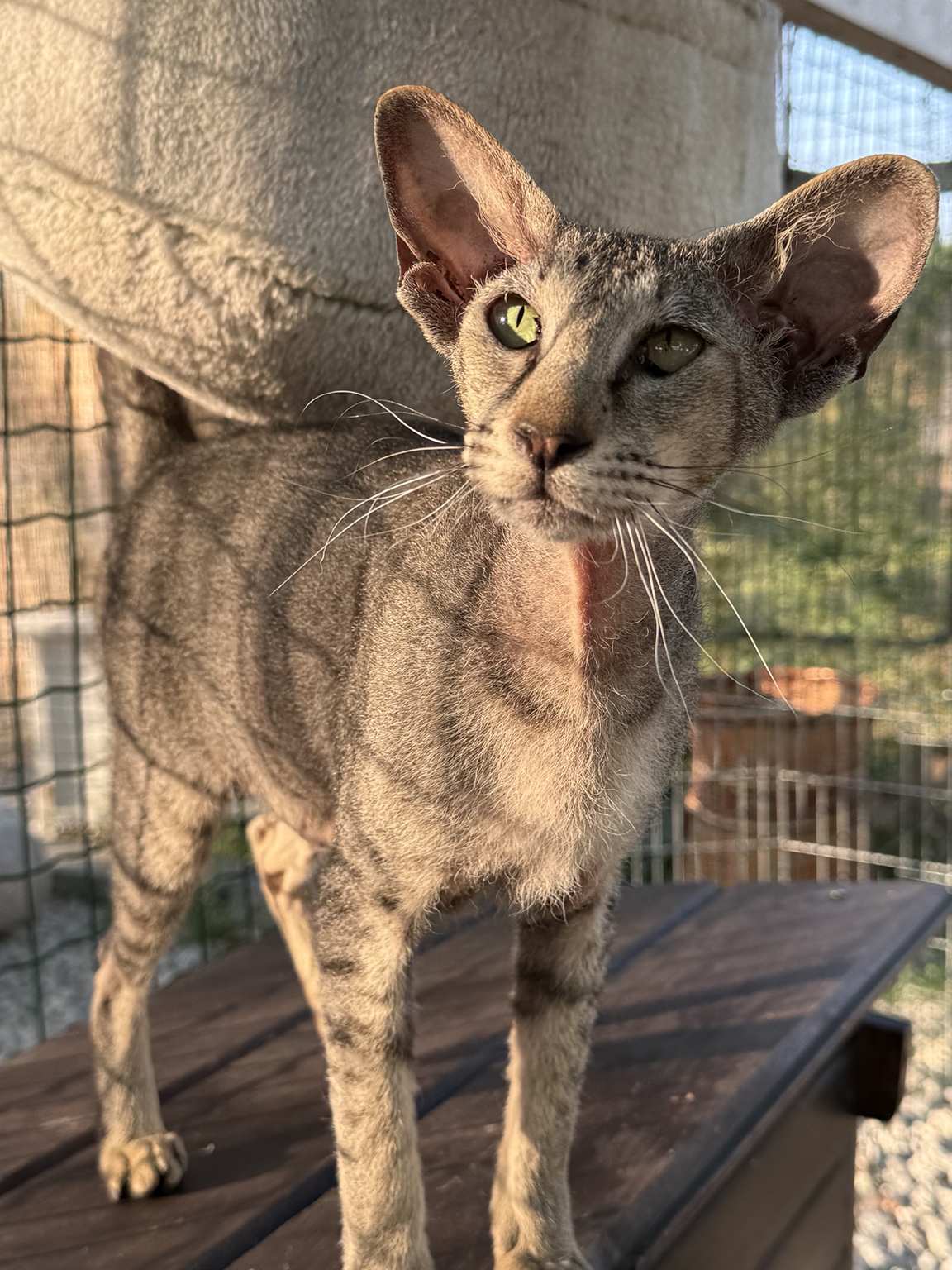Izzi Marbleficent, Peterbald with a flock/brush coat