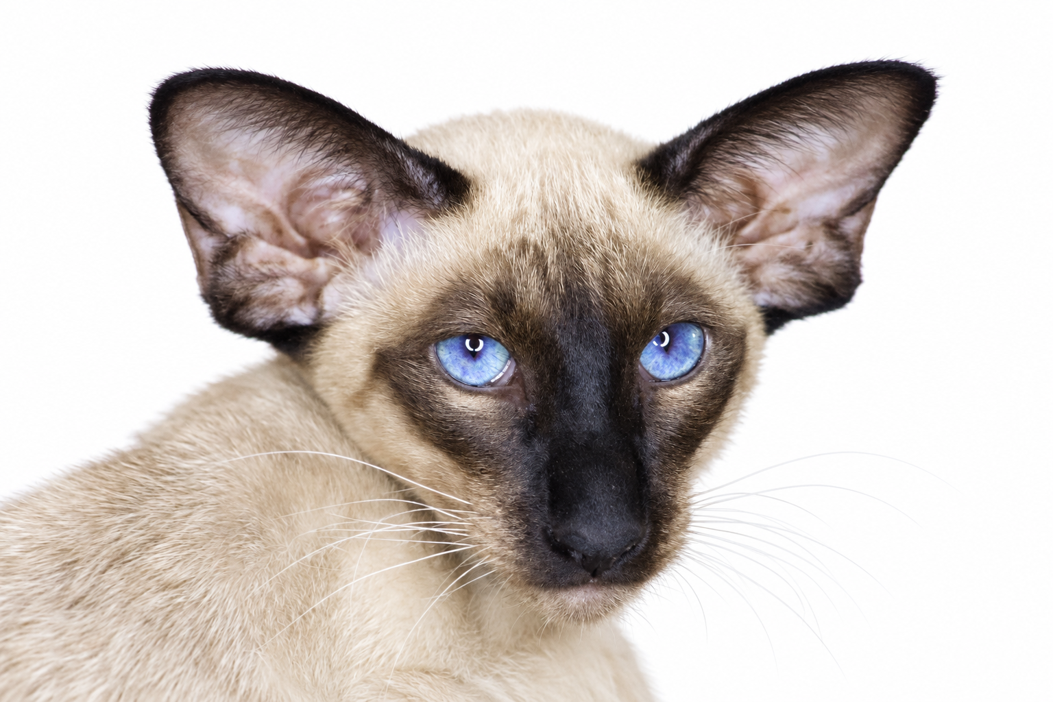 Siamese cat on a white background